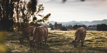 Pasture to Performance: Organic Whey Protein Questions Answered